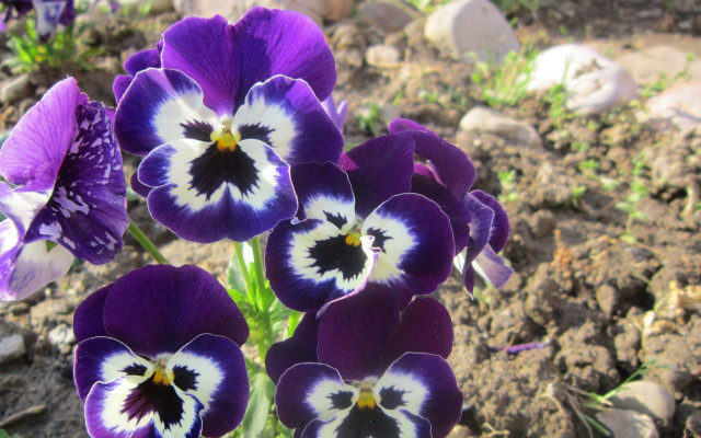Purple flower bug butterfly garden free wallpaper - medium preview image