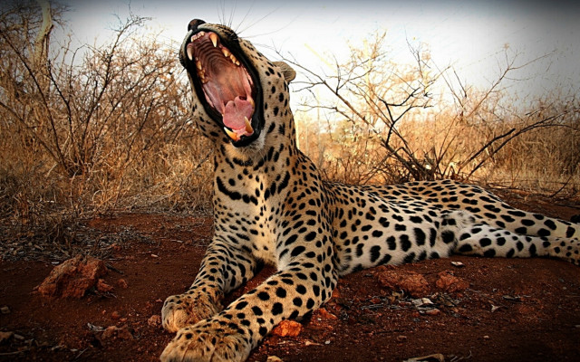 Leopard yawn wildlife nightout camouflage free wallpaper - medium preview image