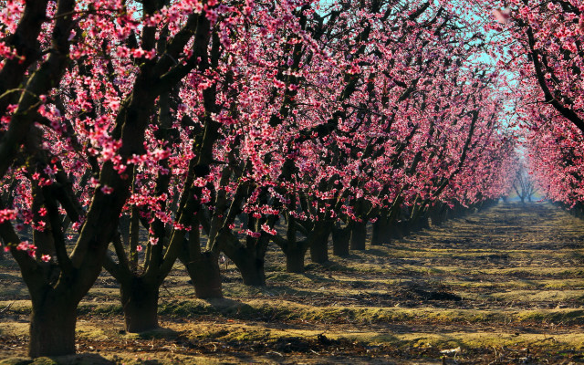Pink flowered trees field bloom free wallpaper - medium preview image