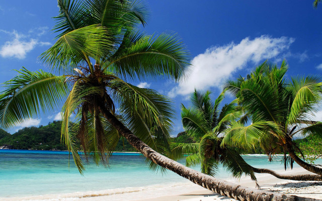 Palm tree beach mountain clouds #2 free wallpaper - medium preview image