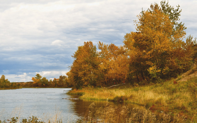 River trees ducks autumn matte free wallpaper - medium preview image