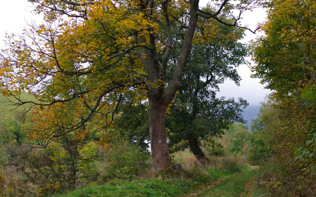Autumn forest road cows bench free wallpaper - medium preview image
