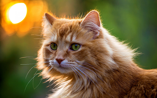 Cat green eyes rayonism orange free wallpaper - medium preview image