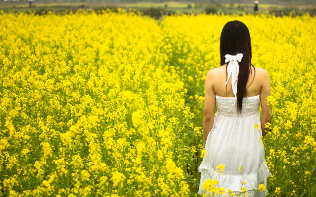 Woman white dress field yellow #2 free wallpaper - medium preview image