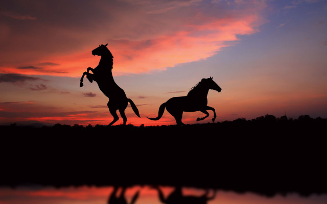 Horses running sunset water trees free wallpaper - medium preview image