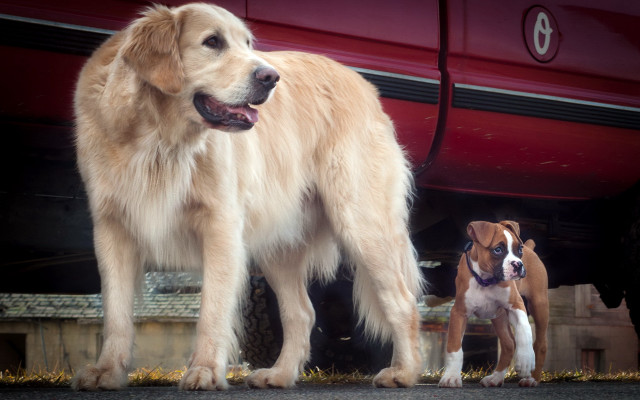 Two dogs front car shiba free wallpaper - medium preview image