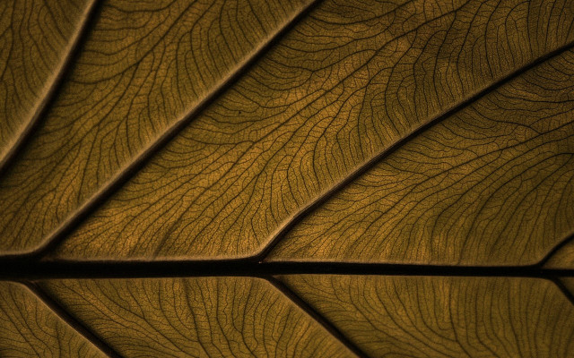 Leaf texture sunlit macro naturalism free wallpaper - medium preview image