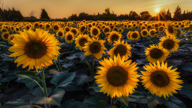 Sunflowers sunset field trees fireworks free wallpaper - medium preview image