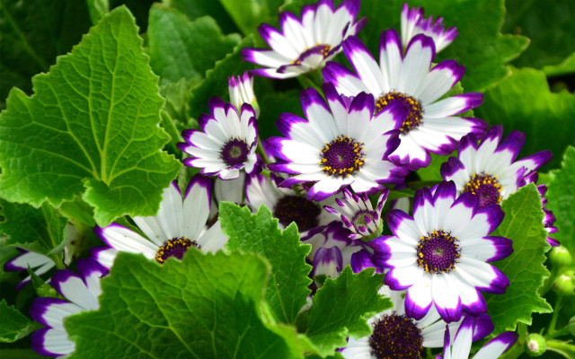 Purple flower garden bouquet nature free wallpaper - medium preview image