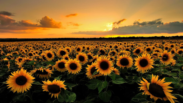 Sunflowers sunset clouds field landscape free wallpaper - medium preview image