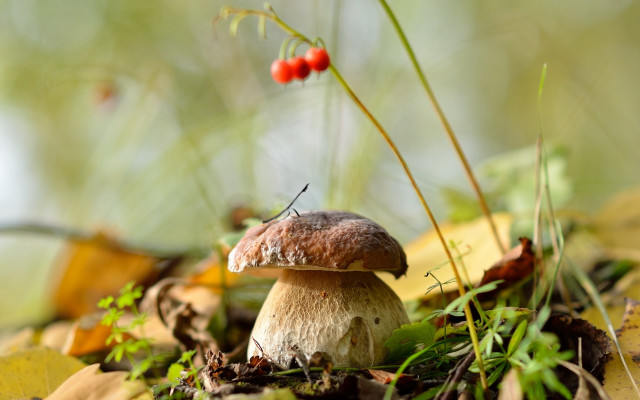 Mushroom berry grass autumn macro free wallpaper - medium preview image