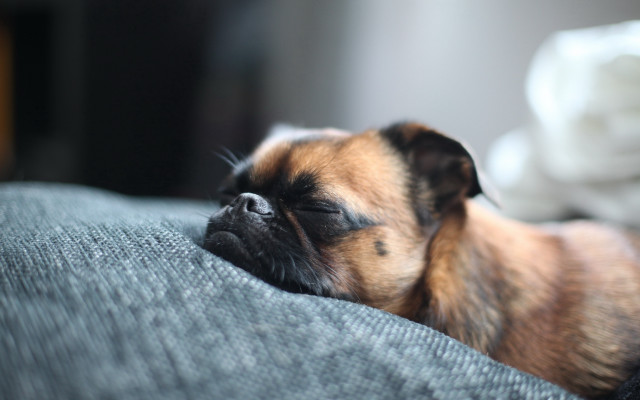 Small dog sleeping on couch free wallpaper - medium preview image