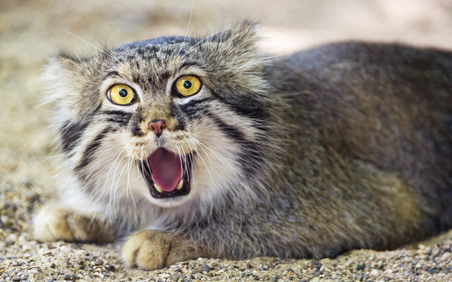 Cat open mouth shock animal free wallpaper - medium preview image