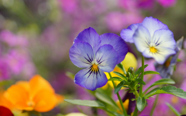 Closeup colorful flower bokeh macro #3 free wallpaper - medium preview image
