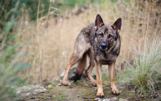 Dog tiltshift photorealism animal bush free wallpaper - medium preview image