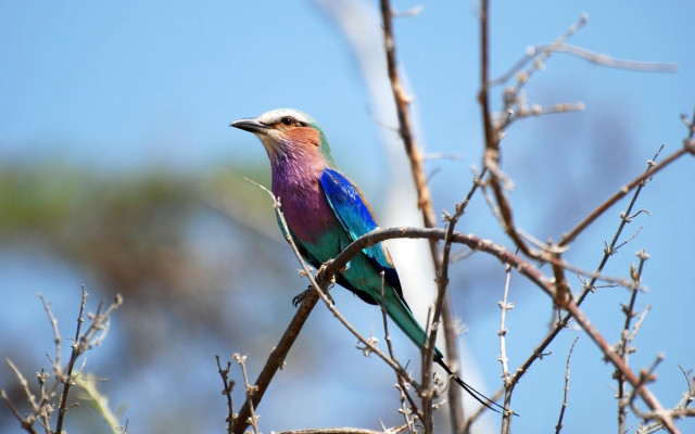 Colorful bird on branch sky free wallpaper - medium preview image