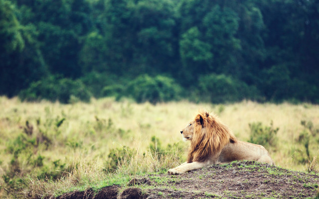 Lion grass field forest bush free wallpaper - medium preview image