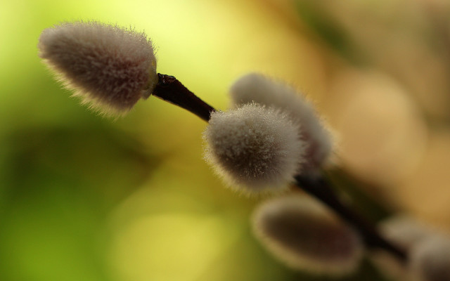 Plant white flowers macro shallow free wallpaper - medium preview image