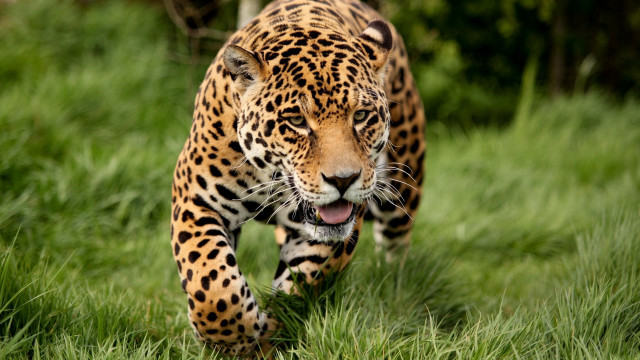 Leopard green field trees bush free wallpaper - medium preview image