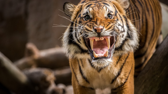 Tiger open mouth wildlife blurry free wallpaper - medium preview image