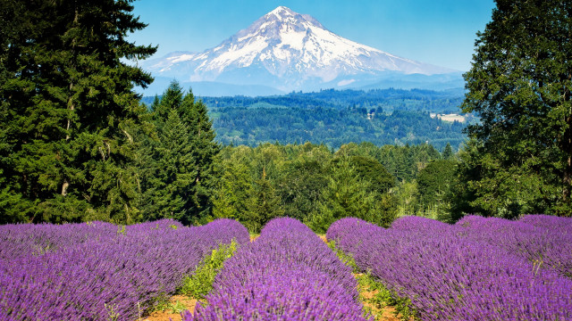 Lavender mountain trees blue sky free wallpaper - medium preview image