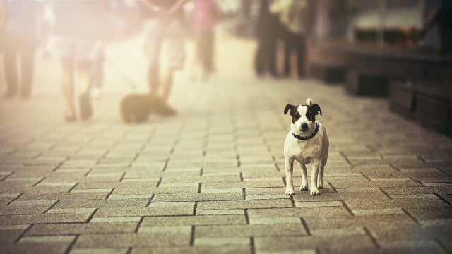 Dog walking brick sidewalk tiltshift free wallpaper - medium preview image