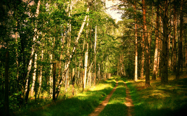 Dirt road forest trees trail #4 free wallpaper - medium preview image