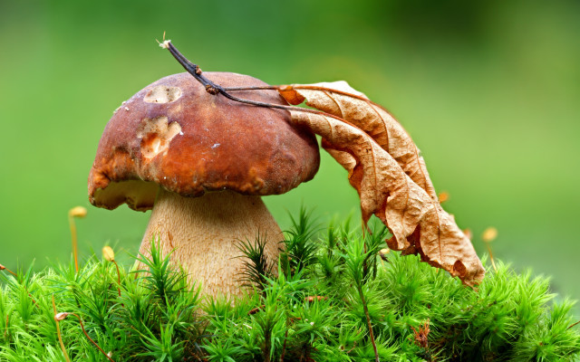 Mushroom leaf forest green nature free wallpaper - medium preview image