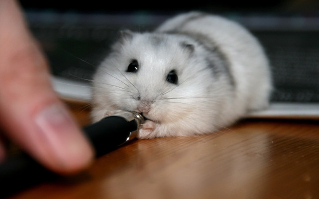 Hamster petting person tabled furry free wallpaper - medium preview image