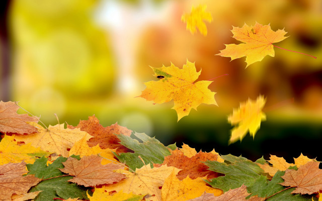 Autumn leaves flying blurry background free wallpaper - medium preview image