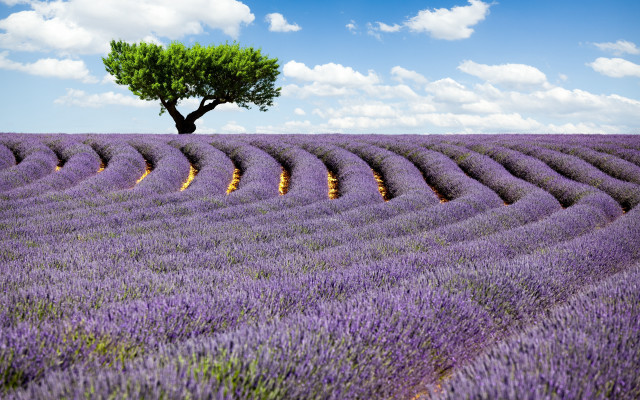 Lone tree lavender field blue free wallpaper - medium preview image