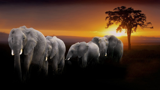 Elephants sunset matte photography wildlife free wallpaper - medium preview image