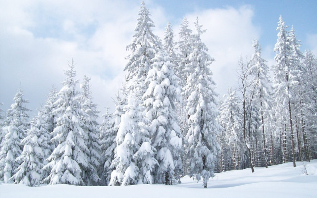 Snowy forest blue sky matte free wallpaper - medium preview image
