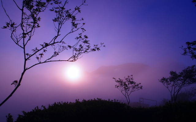 Bamboo forest twilight moon fog free wallpaper - medium preview image