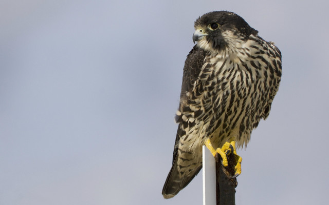 Eagle perched pole sky gradient free wallpaper - medium preview image