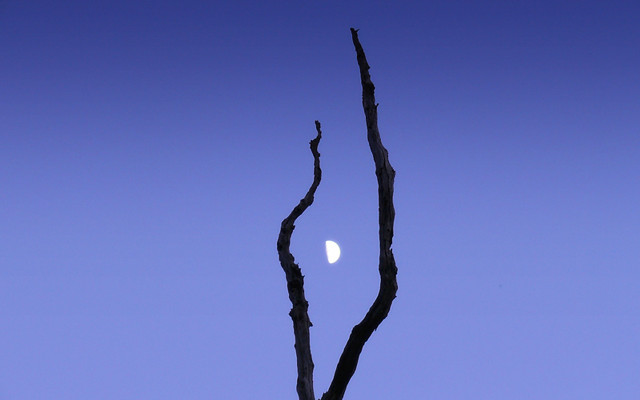 Tree branch half moon blue free wallpaper - medium preview image