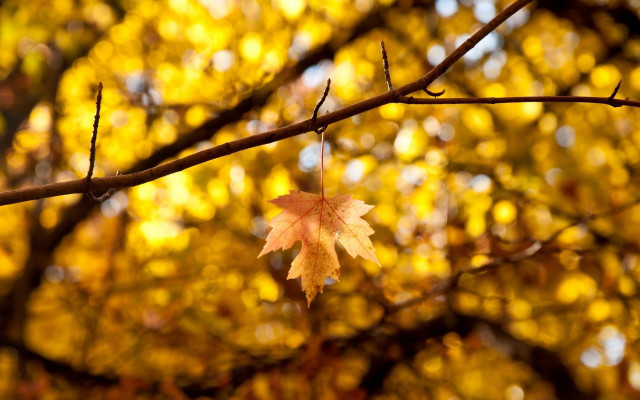 Leaf autumn fire bokeh outdoors free wallpaper - medium preview image