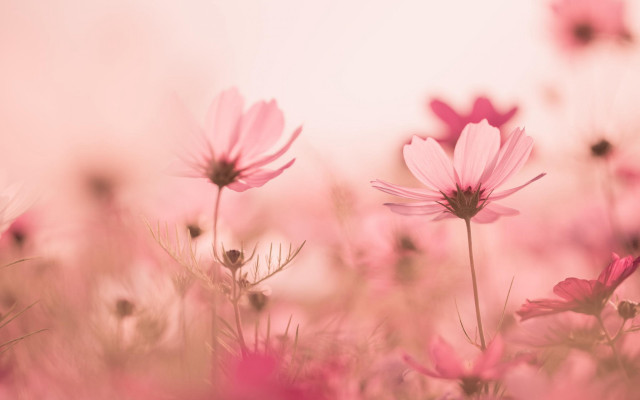 Pink flower field sunset spider free wallpaper - medium preview image