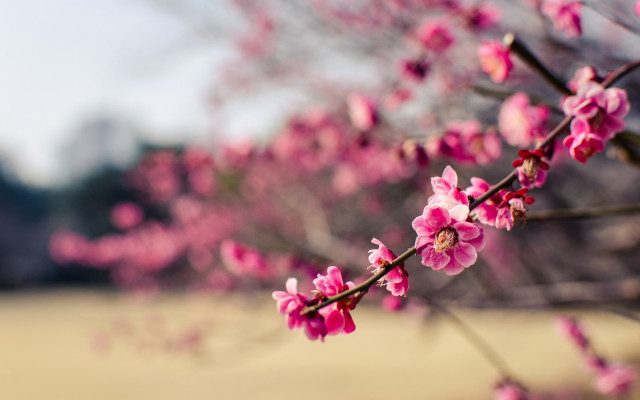 Pink flowers branch cherry blossoms free wallpaper - medium preview image