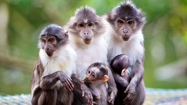 Monkeys puzzle outdoors blurry depth free wallpaper - medium preview image