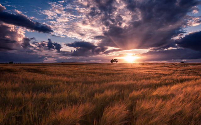 Sunset field tree clouds horizon #2 free wallpaper - medium preview image