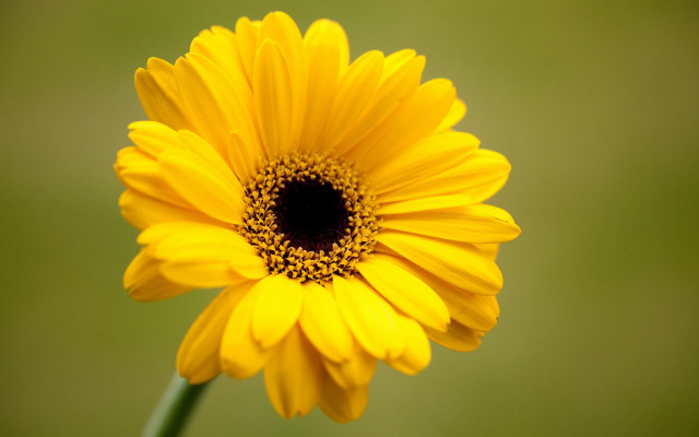 Yellow flower daisy gradient green free wallpaper - medium preview image