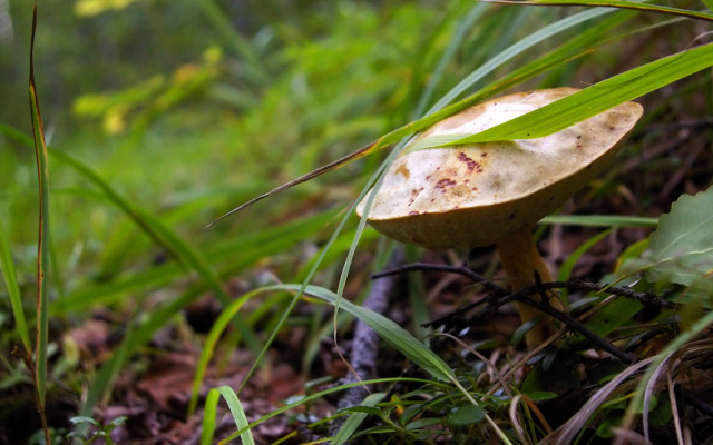 Mushroom grass leafy branch bokeh free wallpaper - medium preview image