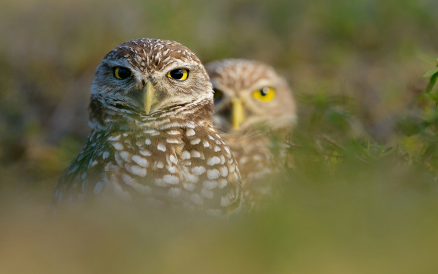 Owls grass macro yelloweyes realistic free wallpaper - medium preview image