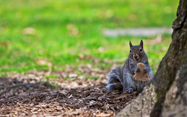Squirrel under tree eating nut free wallpaper - medium preview image