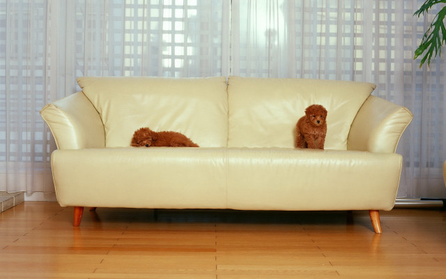 Dog couch livingroom window curtain free wallpaper - medium preview image