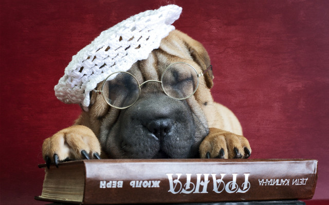 Dog glasses hat book bear free wallpaper - medium preview image
