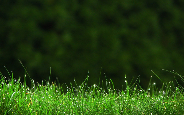 Dew grass closeup nature macro free wallpaper - medium preview image