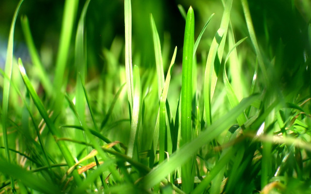 Grass blade closeup macro nature free wallpaper - medium preview image
