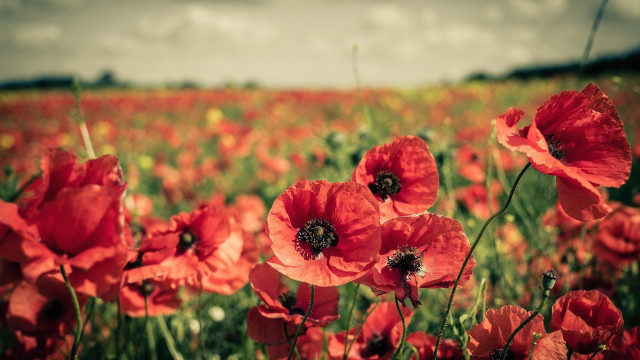 Red flower field bokeh autumn #2 free wallpaper - medium preview image